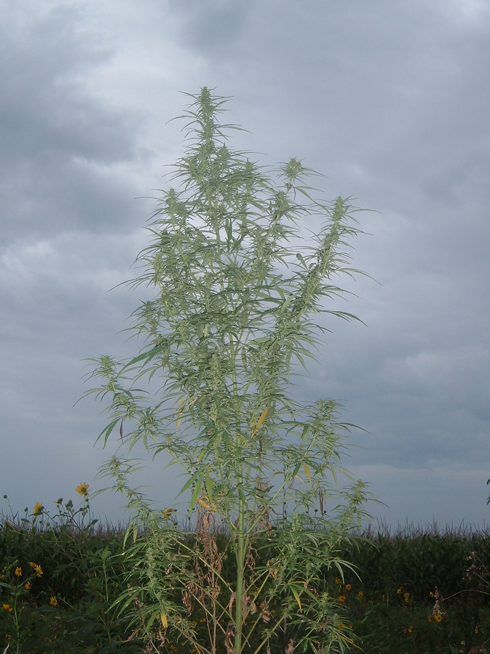 the midwestern phenomenon of *ditch weed*